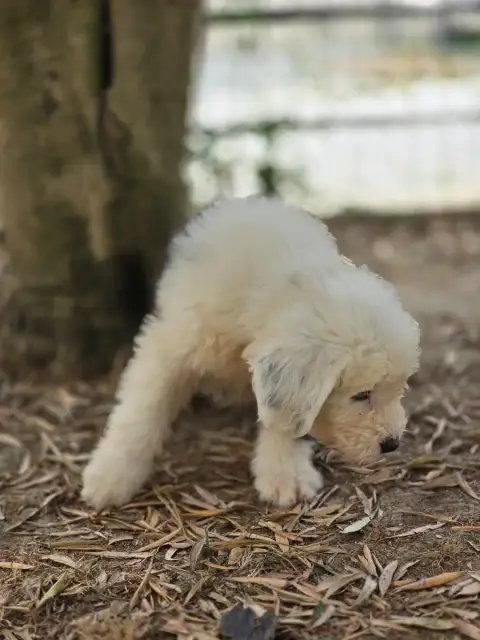 Bobtail 
                        Britney Du Royaume D a7734 photo 3
