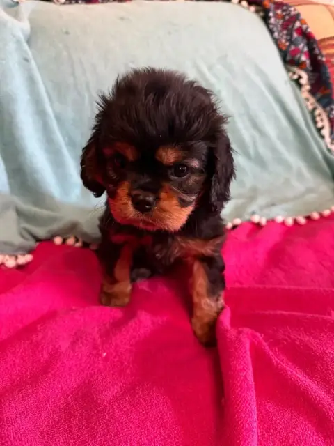 Cavalier King Charles Spaniel  Barbouille Des Jardins 895f6 photo 2