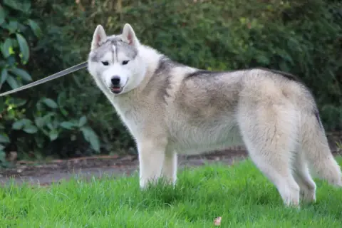 Siberian Husky  Asterix Gris Des Legendes Du Triskel 5957a photo 3