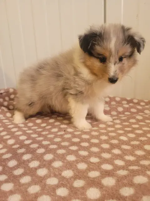 Shetland Sheepdog  Chiot N°1 Des Terres De Bourguenai e4989 photo 3