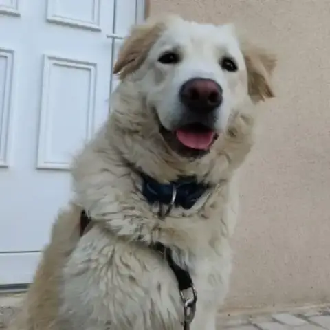 Léon, Le Grand Blanc