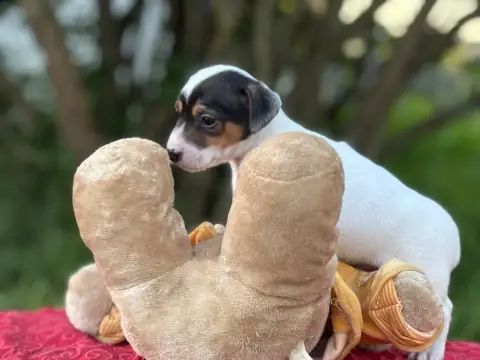 Jack Russell Terrier  Bidule Du Domaine Des Pattes Do 1aff1 photo 2