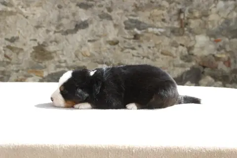 Bouvier Bernois  Chiot 2 De La Vallée De L'Hyrome photo 3