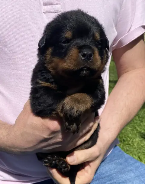 Rottweiler photo 2