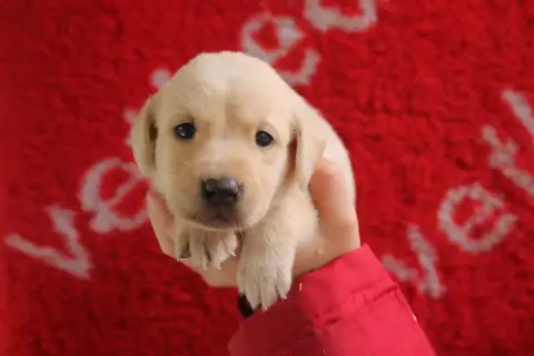Labrador Retriever  Chiot N°5 Brush Master