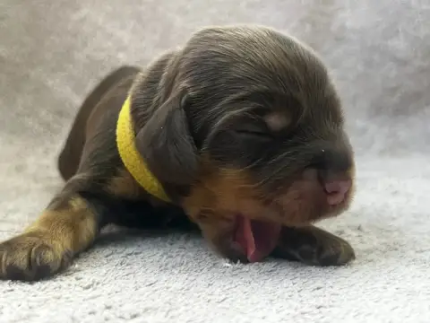 Cocker Spaniel Anglais  Collier Jaune - photo 2