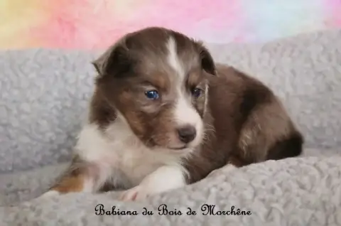 Shetland Sheepdog  Babiana Du Bois De Morchène photo 3