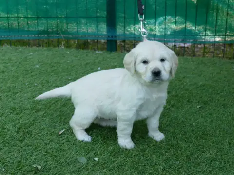 Golden Retriever photo 2