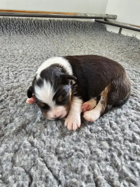 Berger Australien  Chiot 3 Of Luna'S Farm