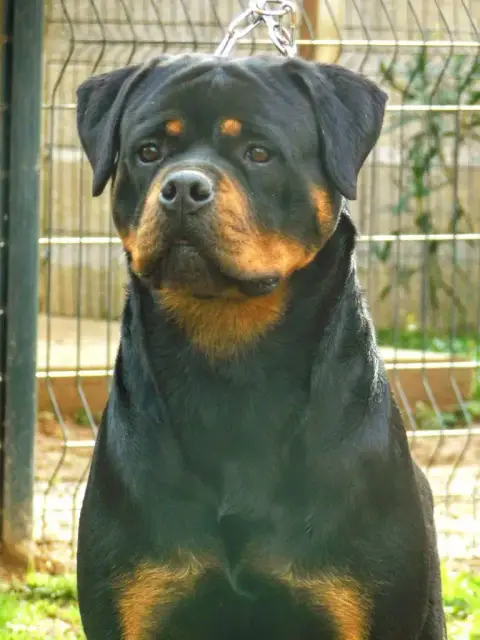 Rottweiler  Verte Des Volcans De Feu photo 3