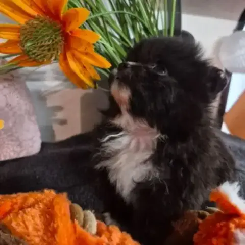 Chiots Pomchi