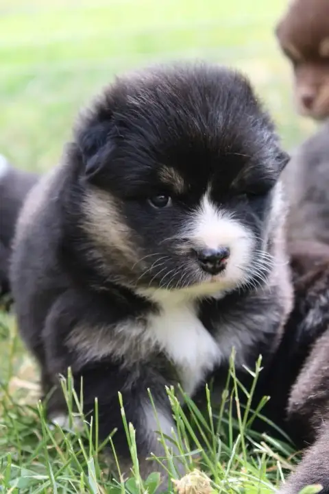 Chien Finnois De Laponie  Bjarni Ursa De La Vallée D' eab1a