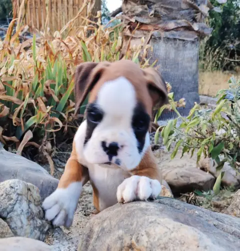 Adopter Boxer 
                        Brutus Des Felicuncan 697c2