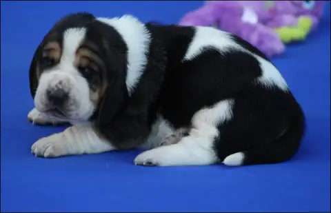 Basset Hound  Chiot 5 De La Flamme Sacrée D'Hestia
