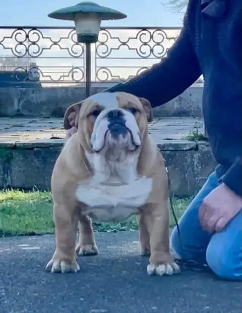 Bulldog Anglais  Barbara Shamrock Cottage