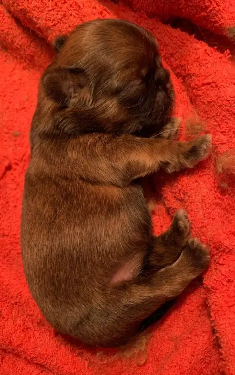 Shih Tzu  Bb3 D'Imperial Khan-