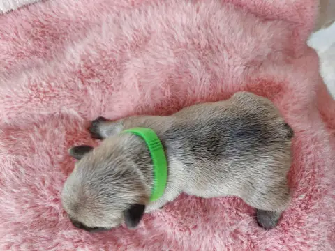 Bouledogue Français  Chiot N°1 De La Lignee Des Clown fb85c photo 2