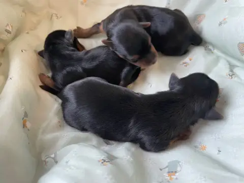 Yorkshire Terrier  Chiot 5 Des Minis Bouts photo 2