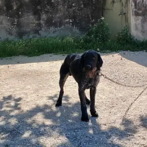 Chien Patou À L Adoption
