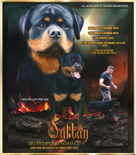 Rottweiler  Verte Des Volcans De Feu photo 2