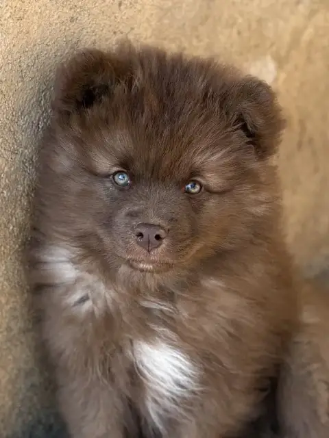 Chien Finnois De Laponie  Bridgerton Daphne De La Nou 687b0