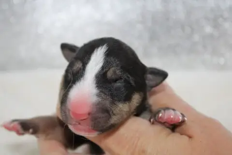 Bull Terrier Miniature  Chiot N°2 De L'Eternel De Gay 82f08 photo 3