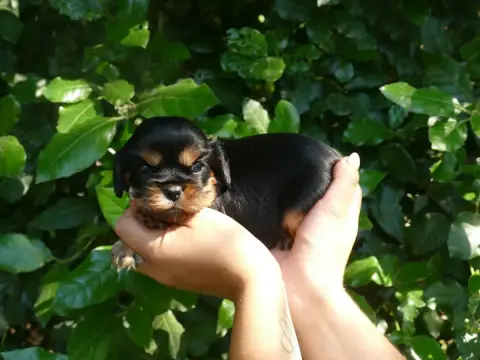 Cavalier King Charles Spaniel photo 3