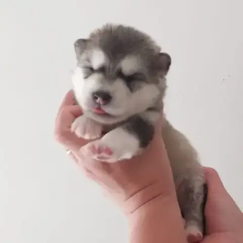 Superbe Chiots Malamute D'Alaska