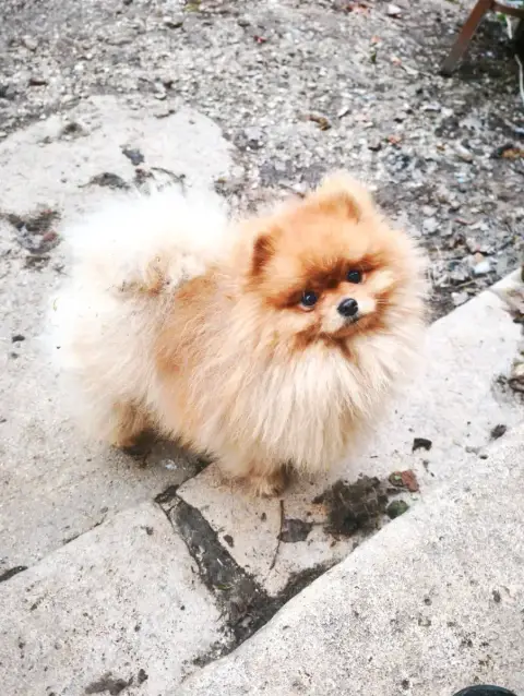 Spitz Allemand  Play Boy Nain Poméranien De La Beauté f85ee photo 2