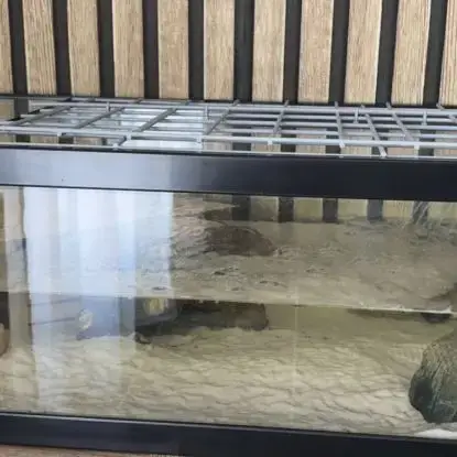 2 Tortue D’Eau
