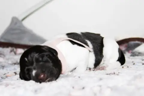 Chien D'Arrêt Allemand À Poil Dur  Boréal Des Arrêts  13cd3