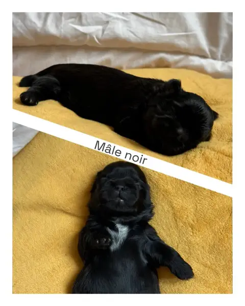 Shih Tzu 
                        Bébé 5 Mâle Du Vill 34631