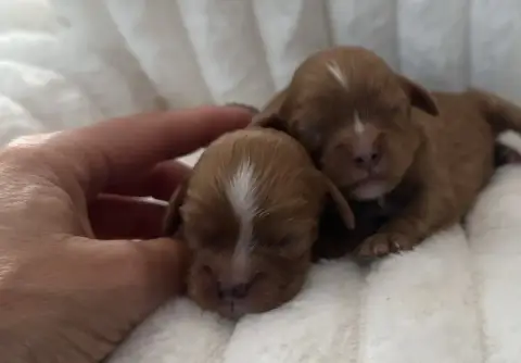 Cavalier King Charles Spaniel  Baloo Di Casa Borgo