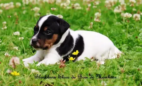 Parson Russell Terrier  Blackburn Skua Du Bois De Mor 48db4 photo 2