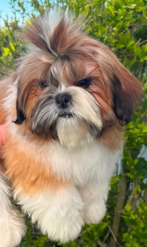Shih Tzu  Arlo Des Merveilles D'Oceane photo 3
