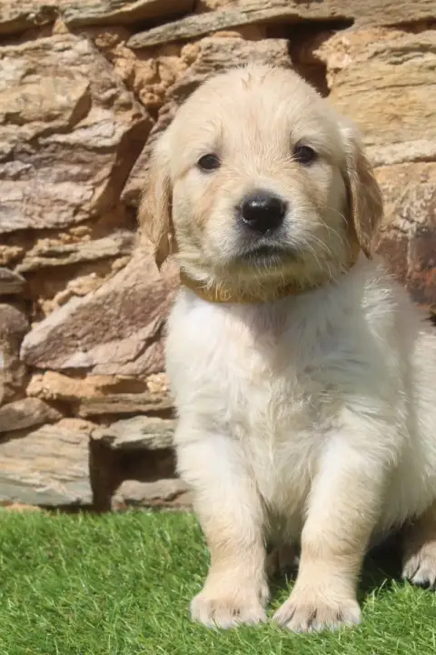 Golden Retriever