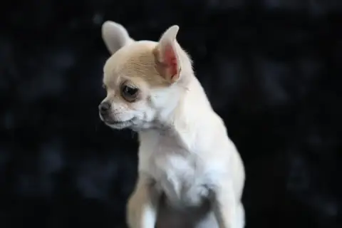 Chihuahua  Chiot N°3 Du Royaume De Matiliane