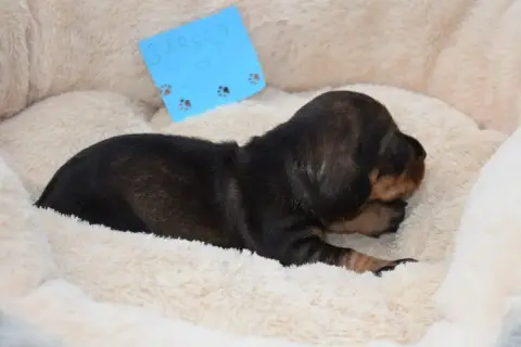 Teckel Poil Dur  Chiot N°2 Du Domaine Du Brame photo 3