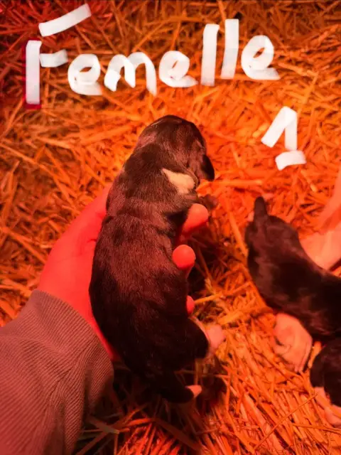 Beagle