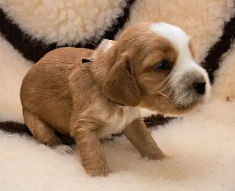 Cocker Spaniel Anglais  Britney (Ruban Marron) Of May bce7c