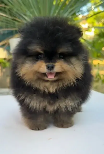 Spitz Allemand  Chiot N°1 photo 3