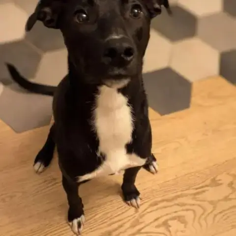 Leia - Chien À L’Adoption
