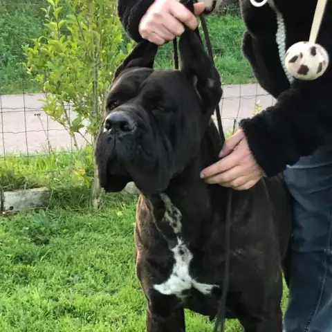 Cane Corso  Chiot N°1 Froment Valma'S Signature photo 2