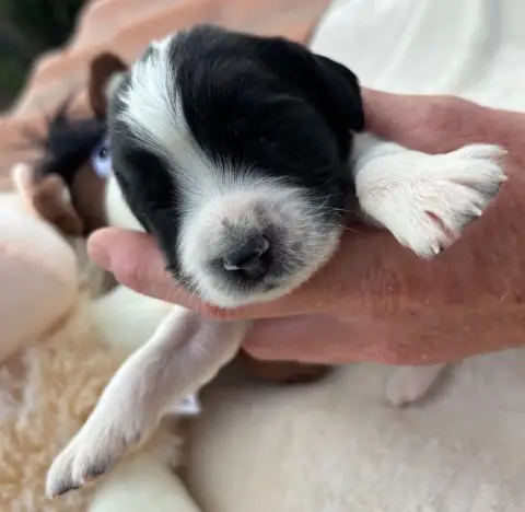 English Springer Spaniel  B................... Des Et 6fc19