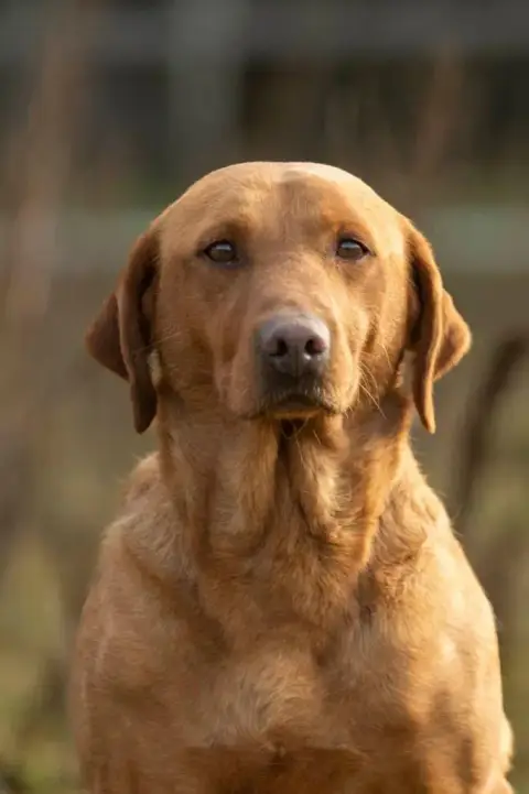 Labrador Retriever  Chiot 7 Des Roseaux Normands photo 3