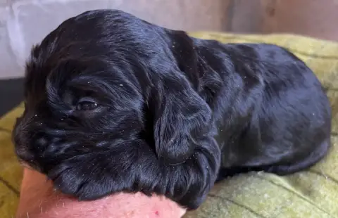 Adopter Cocker Spaniel Anglais  B............... Des Etangs D aa3a9
