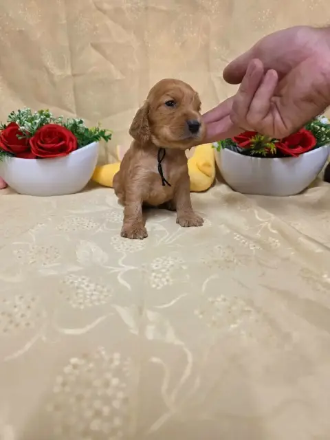 Cocker Spaniel Anglais 
                        B.... 04b10 photo 3