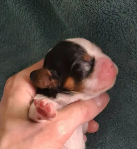 Cavalier King Charles Spaniel  Chiot N°3 De L'Elite D 49745 photo 2
