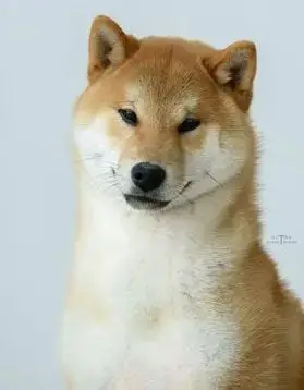 Shiba  Chiot N°2 Des Lianes De Mysore photo 2