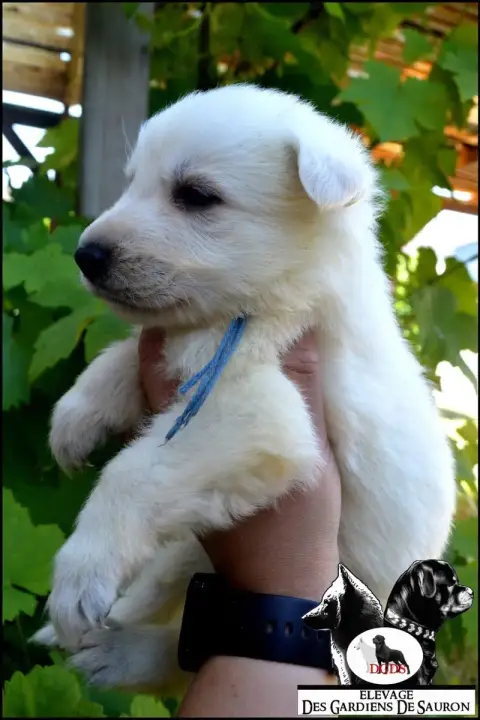 Berger Blanc Suisse